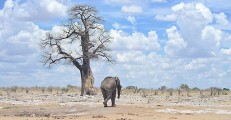 Image showing elephant in Africa