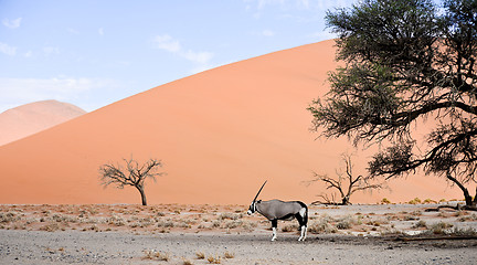 Image showing oryx in Africa