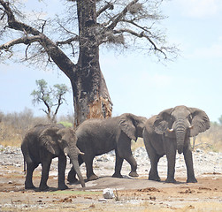 Image showing elephants in Africa