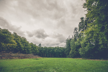 Image showing Forest landscape with a green meadow