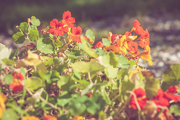 Image showing Summer flowers in red colors