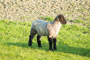 Image showing Lamb with a black head