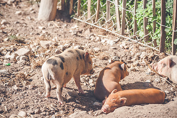 Image showing Barnyard with cute piglets