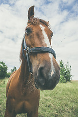 Image showing Close-up of a horse on a green field