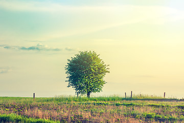 Image showing Lonely tree on a rural meadow