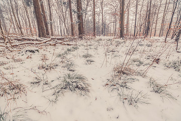 Image showing Grass covered with snow in the forest