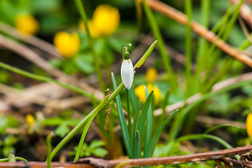 Image showing Single snowdrop flower in the spring