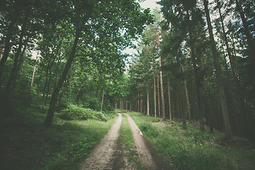 Image showing Hiking trail in a dark green forest