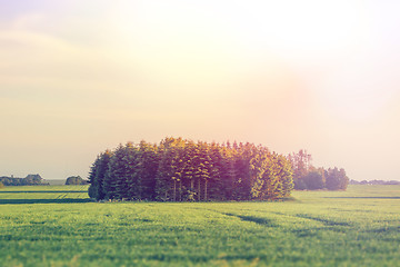 Image showing Small forest on a green field