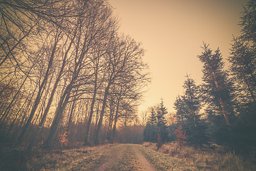 Image showing Road in the sunset in a forest