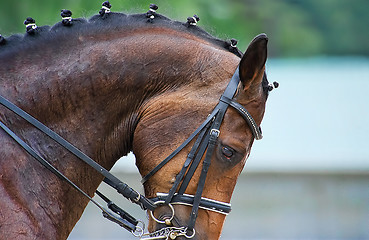 Image showing Close up of the head a bay dressage horse