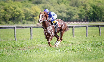 Image showing racing horse portrait in action