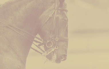 Image showing Beautiful horse head on a background monochrome bacjground, banner