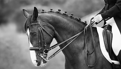 Image showing Close up of the head a bay dressage horse, black white
