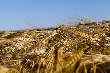 Image showing farm field cereals