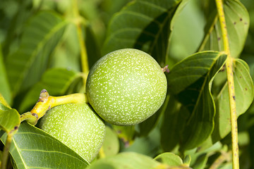 Image showing green walnuts, close-up