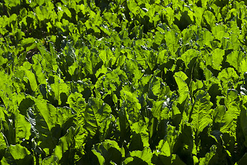 Image showing Field with sugar beet