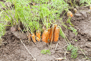 Image showing red carrots in the field