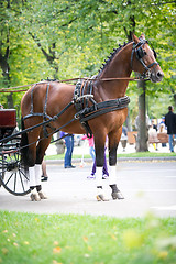 Image showing Portrait of bay carriage driving horse