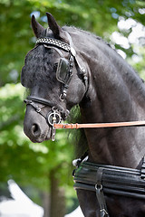 Image showing Black friesian horse carriage driving harness outdoor