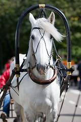 Image showing Portrait of gray carriage driving horse