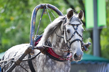 Image showing Portrait of gray carriage driving horse