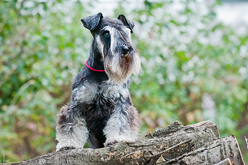 Image showing Miniature schnauzer sitting on stump