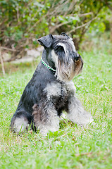 Image showing Miniature schnauzer sitting on stump