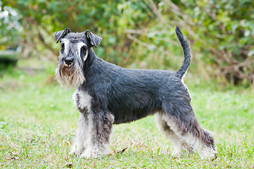 Image showing Miniature schnauzer sitting on stump