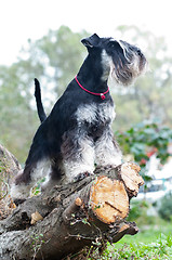 Image showing Miniature schnauzer sitting on stump