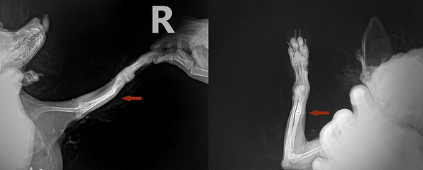 Image showing x ray for ulna bone fracture leg in dog Chihuahua