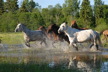 Image showing Flock of horses in splashes