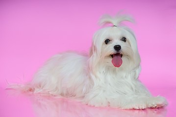 Image showing Cute white Maltese dog