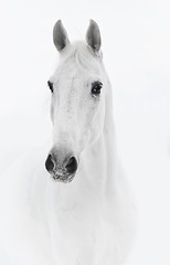 Image showing White horse in high key