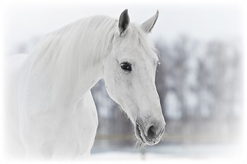 Image showing white horse portrait in winter