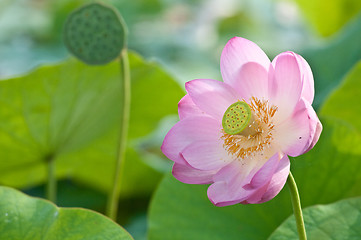 Image showing Sacred lotus flower living fossil close up