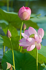 Image showing Sacred lotus flower living fossil close up 