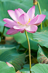 Image showing Sacred lotus flower living fossil close up 