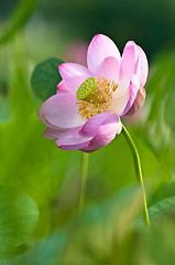 Image showing Sacred lotus flower living fossil close up 
