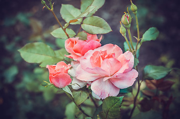 Image showing Pink Rose Blooming in Garden. Delicate roses on the green background