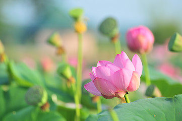 Image showing Sacred lotus flower living fossil close up 