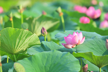 Image showing Sacred lotus flower living fossil