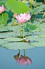 Image showing Sacred lotus flower living fossil reflection in weter