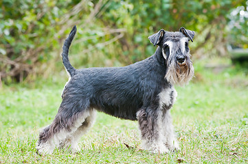 Image showing Miniature schnauzer sitting on stump