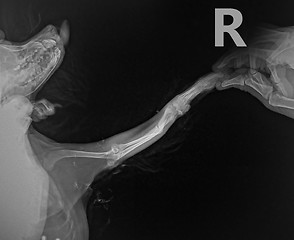 Image showing x ray for bone fracture leg in dog Chihuahua