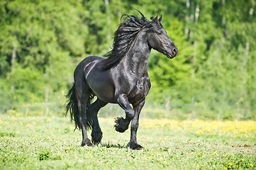 Image showing Black Friesian horse runs gallop in summer time