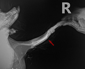 Image showing Radiograph show x ray Lateral for bone fracture leg in dog Chihuahua with arrow