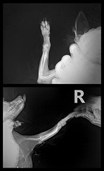 Image showing x ray for ulna bone fracture leg in dog Chihuahua