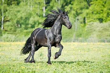 Image showing Black Friesian horse runs gallop in summer time