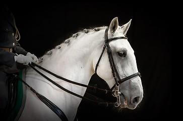 Image showing portrait of gray dressage horse on black